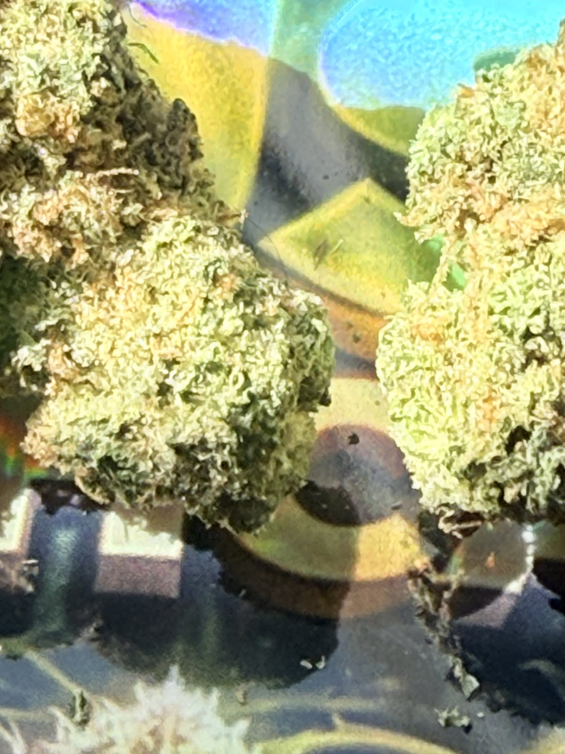 TRIANGLE KUSH FLEURS PREMIUM THCA AAAA+