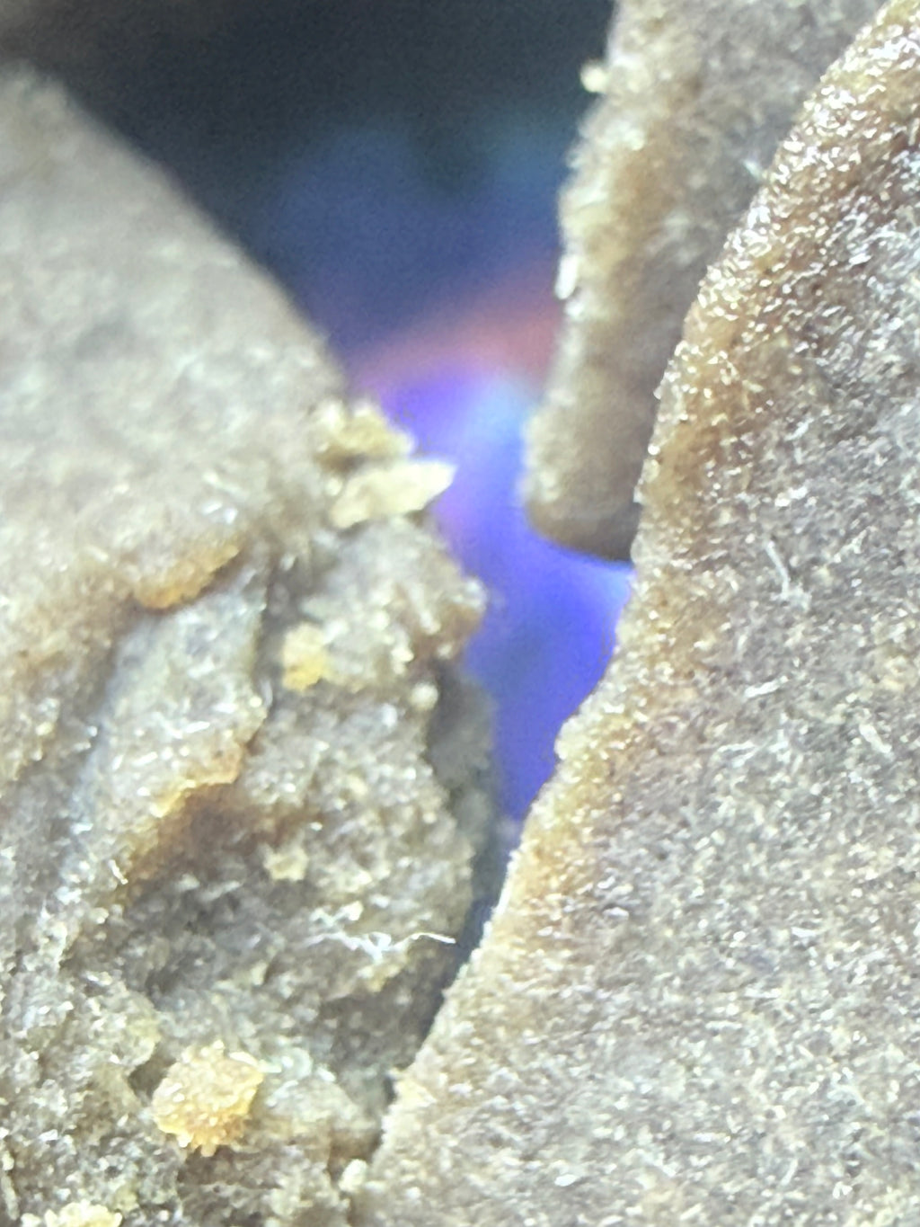 🍇⛽ Grappe Gasoline Ice-O-Lator THCA Premium