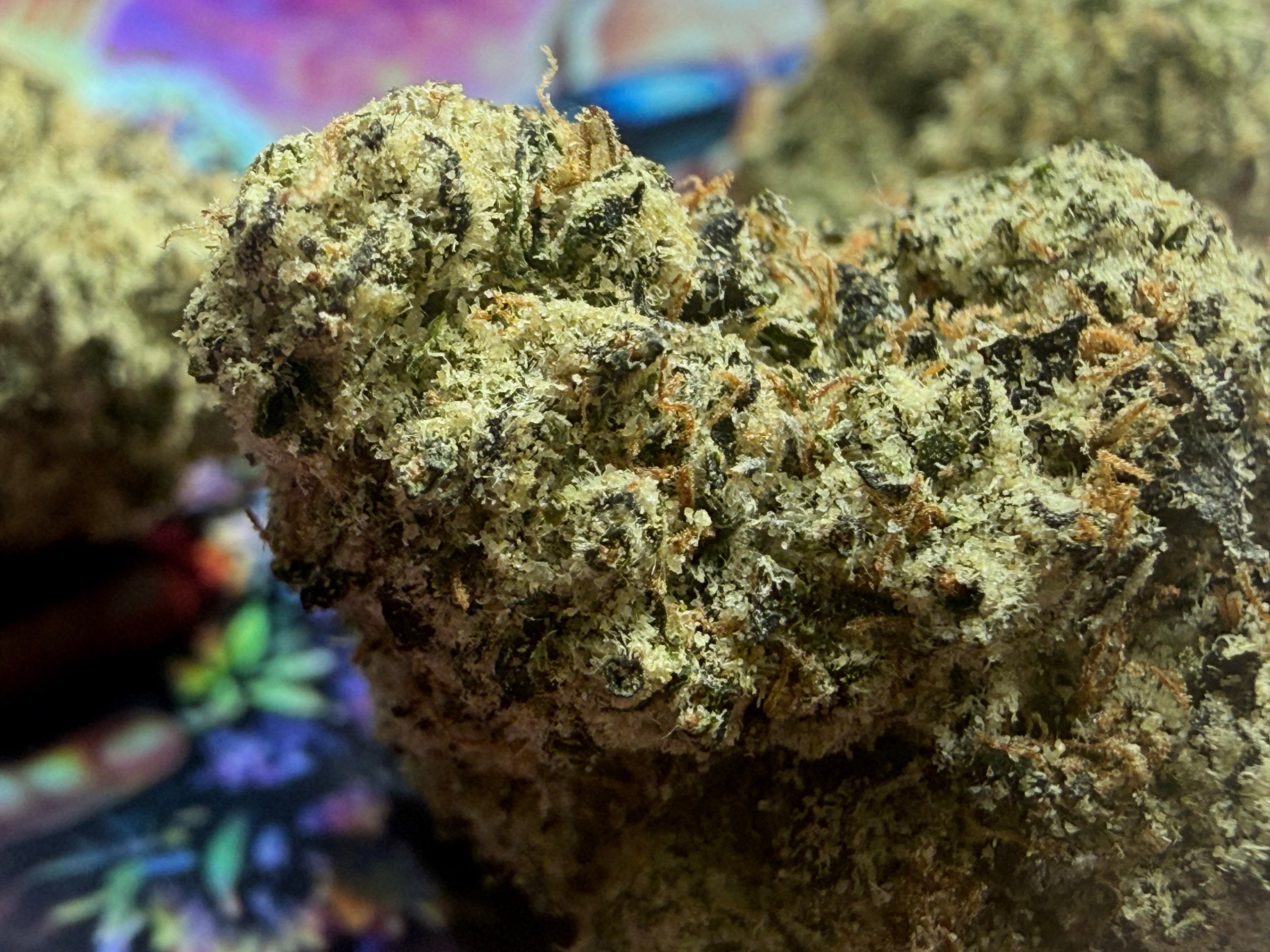 OBAMA RUNTZ THCA PREMIUM AAAA+