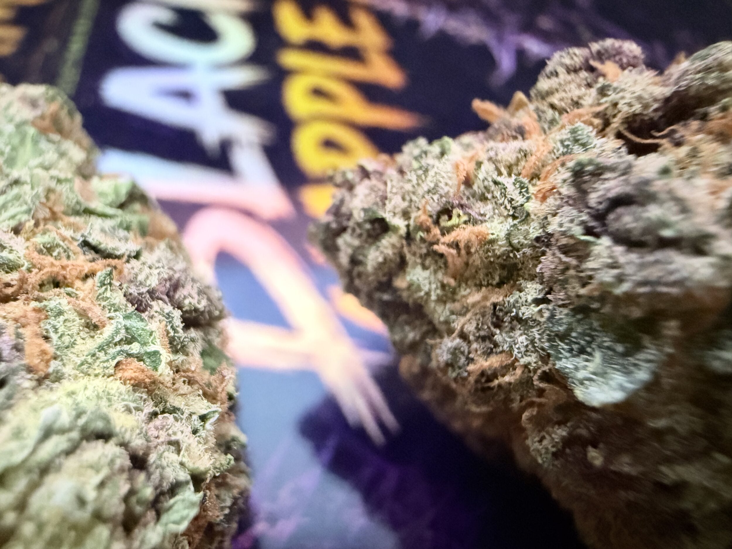 BLACK MAPLE 22 – FLEURS THCA PREMIUM AAAA+