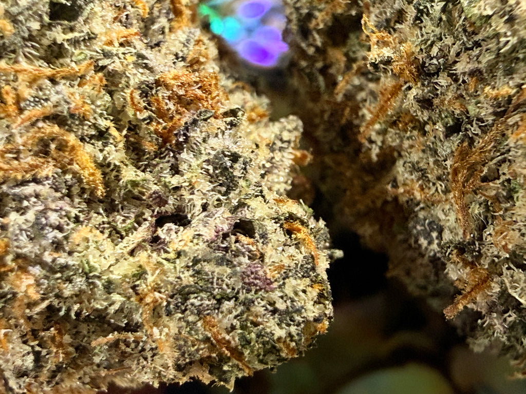 LEMON ROYALE – FLEURS THCA PREMIUM AAAA+