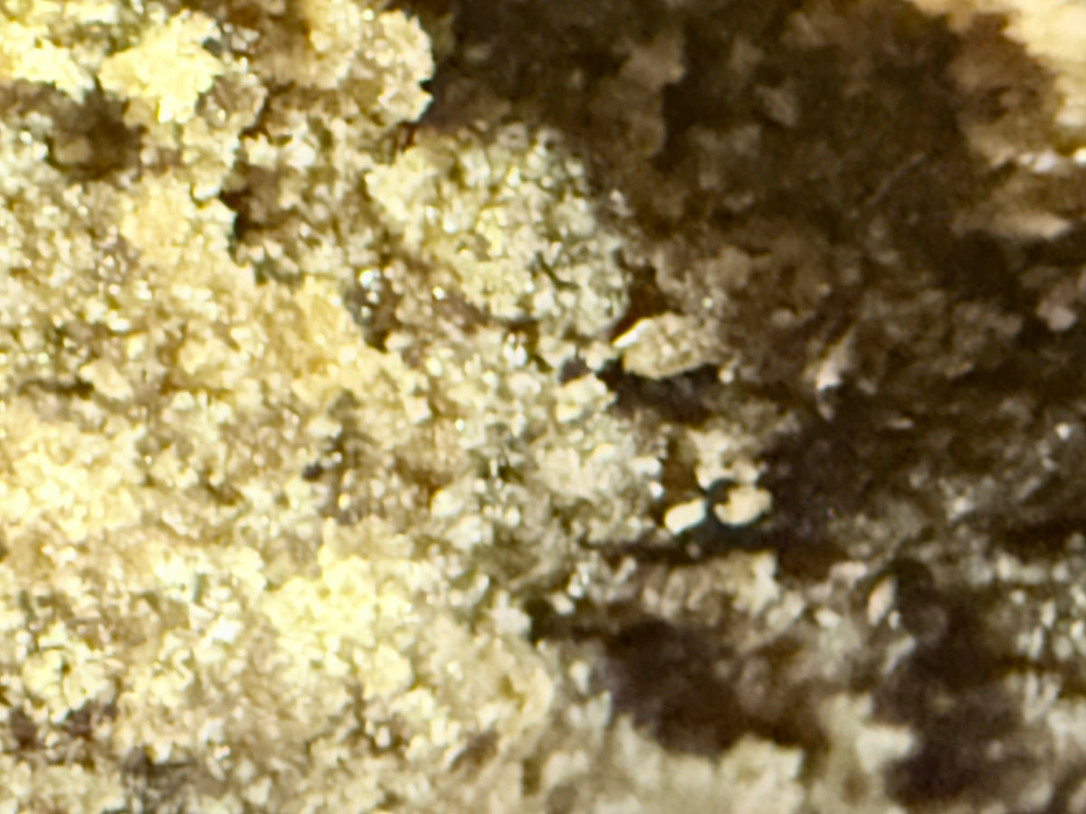 HASH STATIC ORANGE GROW × GARLIC COCKTAIL – THCA PREMIUM AAAA+