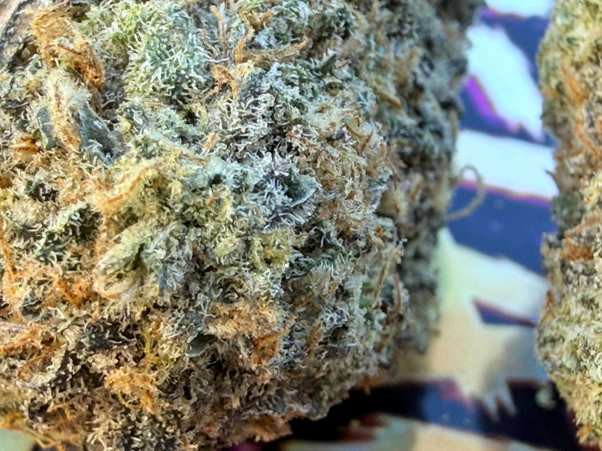 JET FUEL GELATO – FLEURS THCA PREMIUM AAAA+
