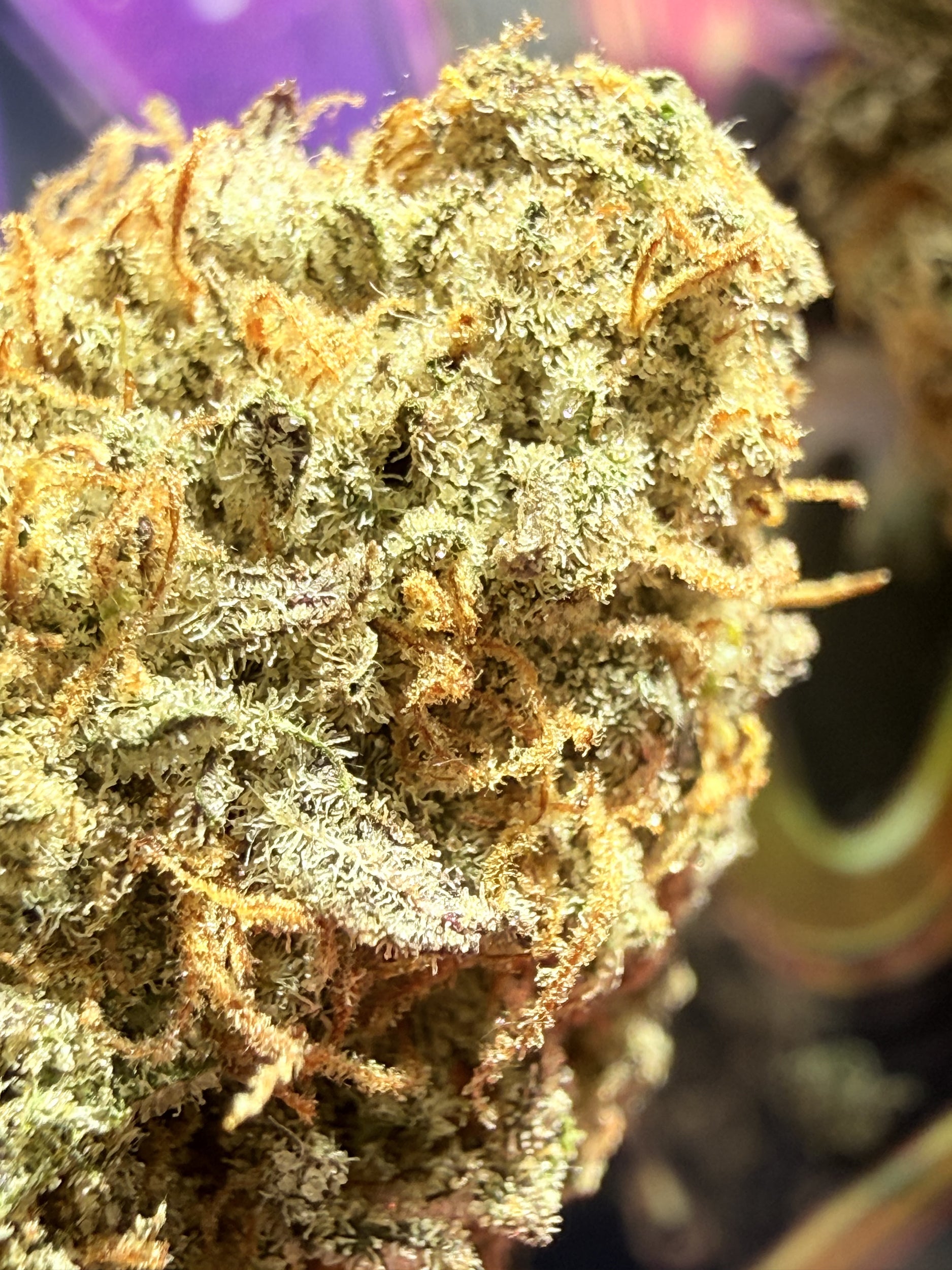 STREET RUNTZ FLEURS THCA PREMIUM AAAA+