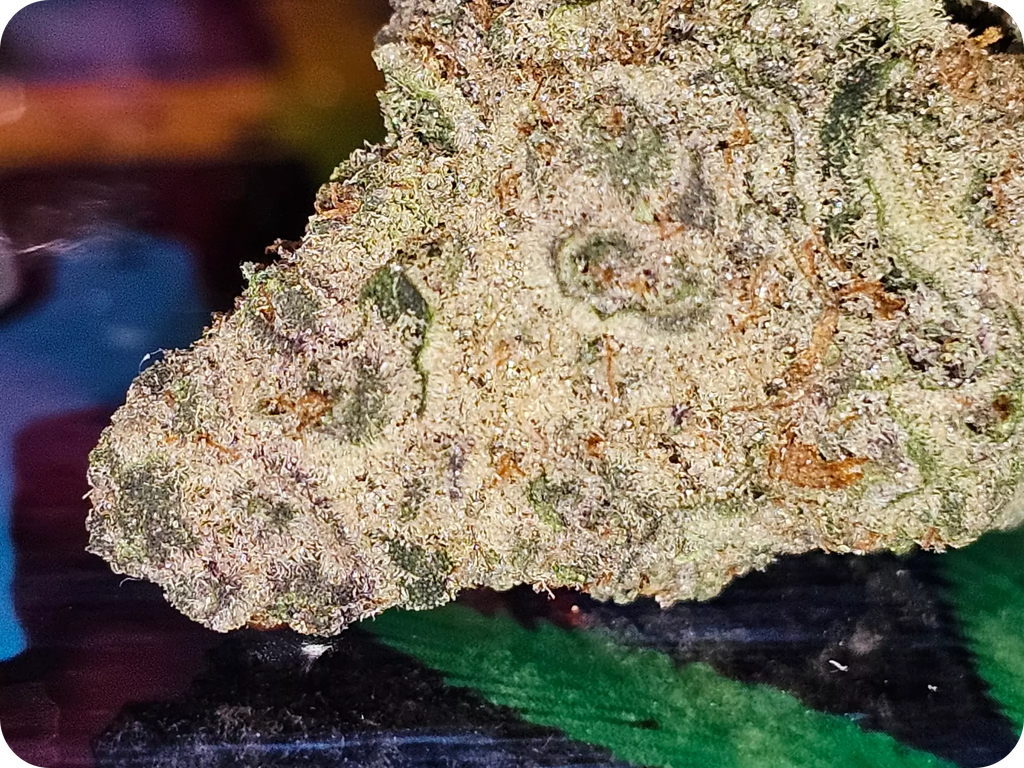 Tiramisu Fleurs PREMIUM  THCA AAAA+