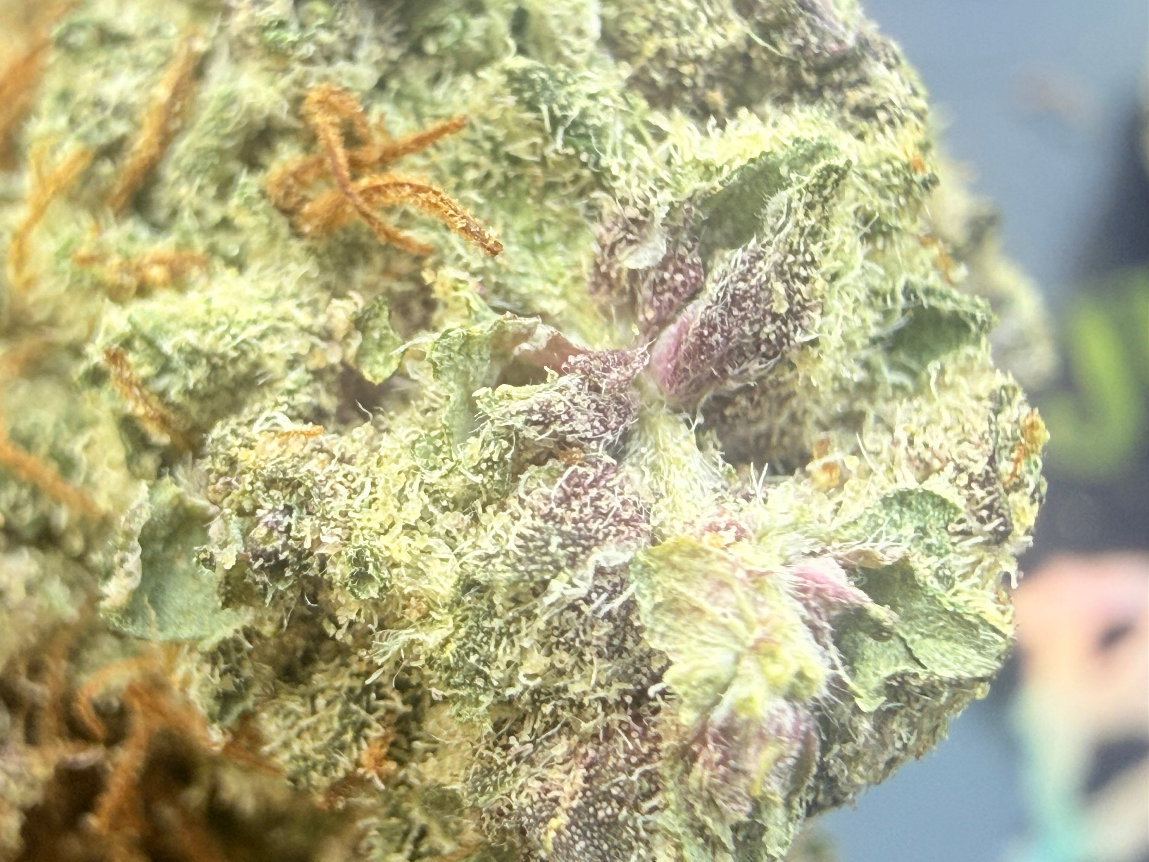 Black Zushi SMALL BUD THCA Premium AAAA+ | Jungle Dream