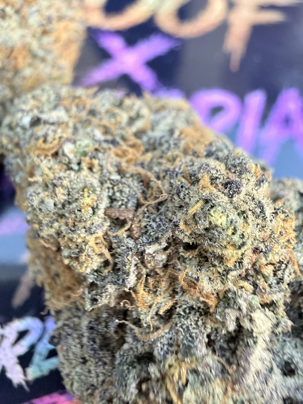 SUPER BOOF X ZANGRIA FLEURS THCA PREMIUM AAAA+