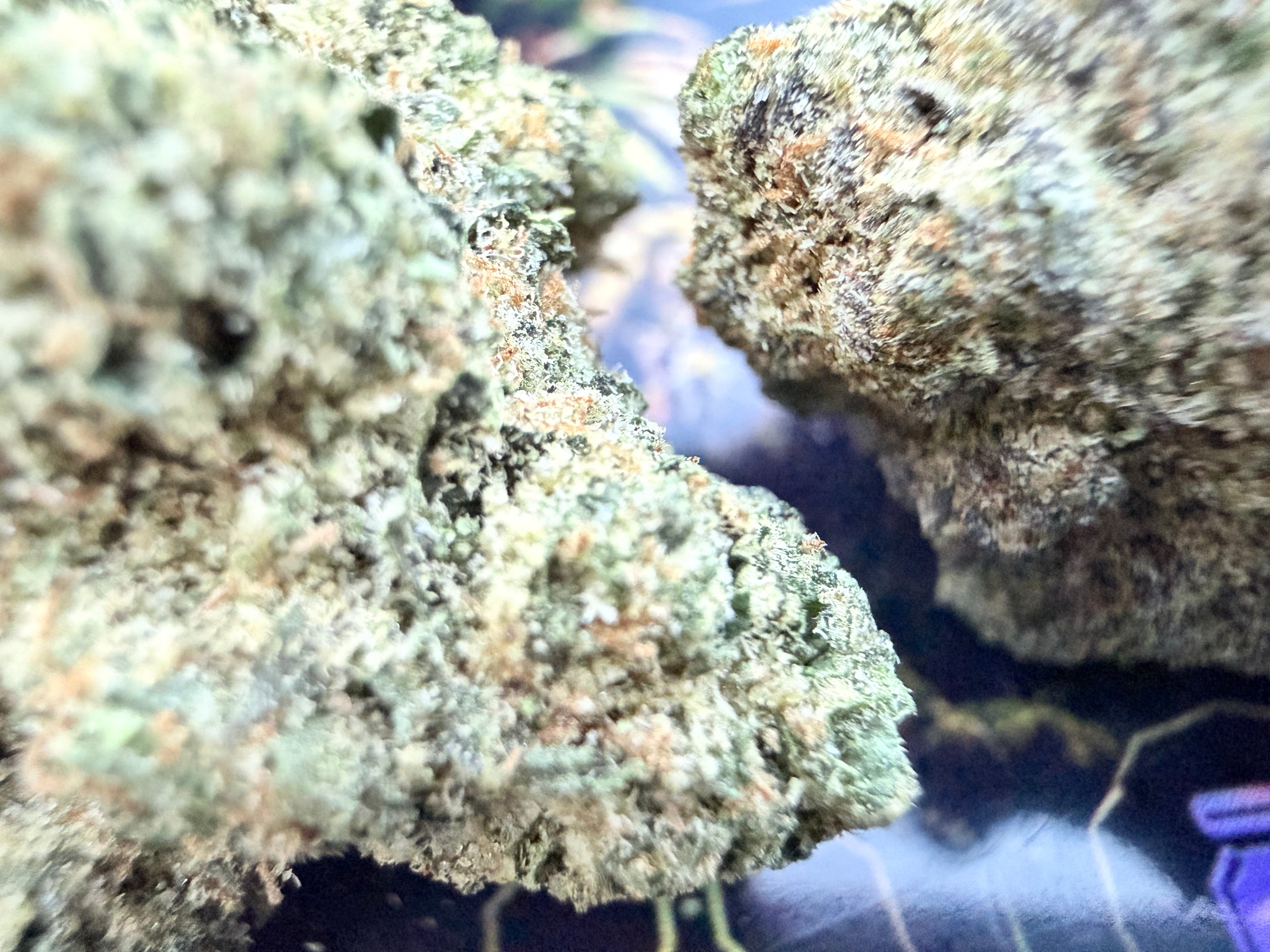 Toad Venom – Fleurs THCA Exotic Premium AAAA+
